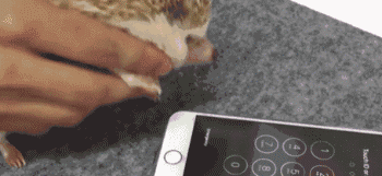 天啊撸，动物的爪纹也能解锁iphone